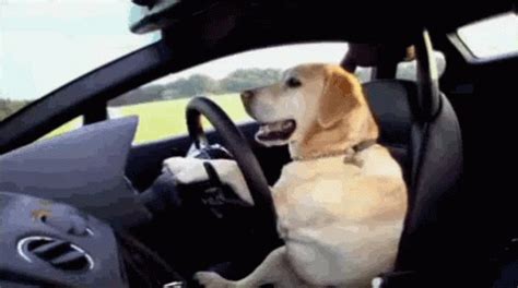 dog driving gif